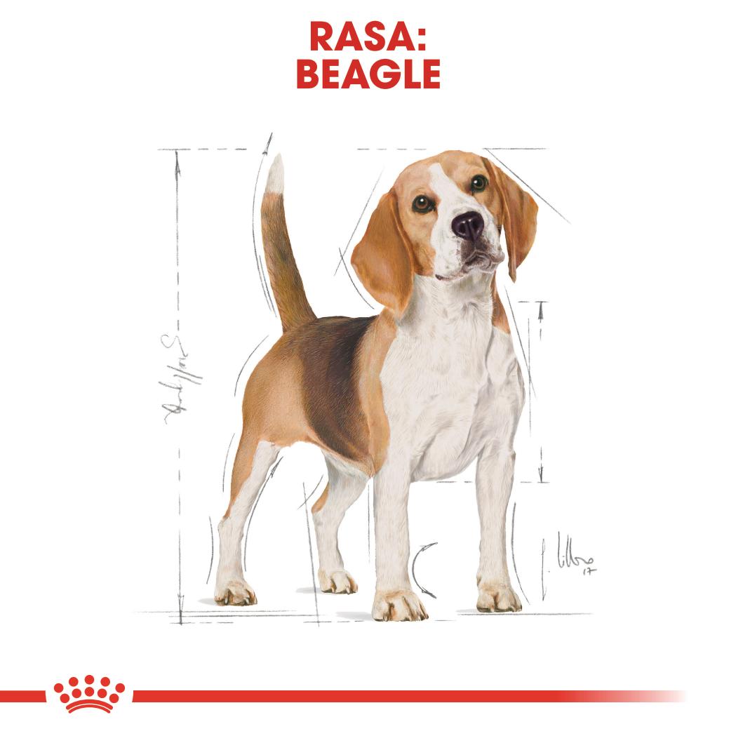ROYAL CANIN® Beagle Adult karma sucha dla psów dorosłych rasy beagle 12 kg - Image 3