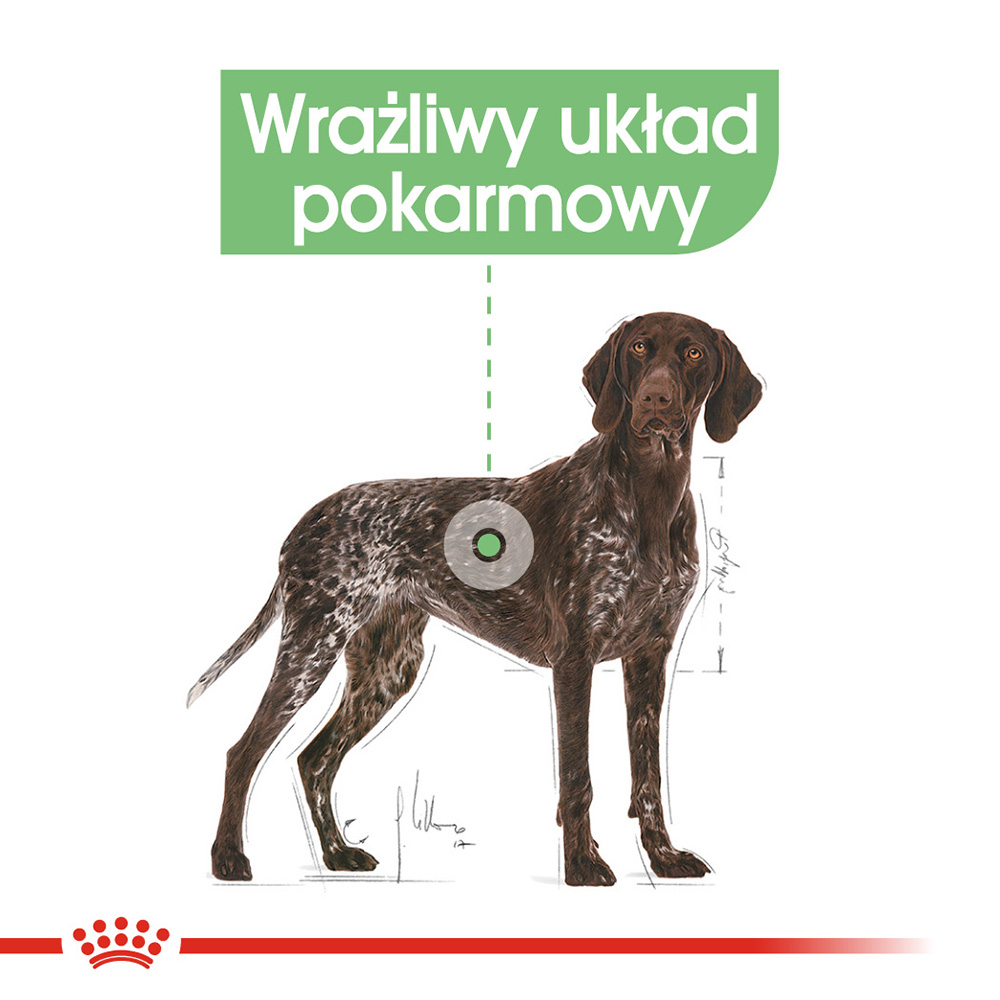 ROYAL CANIN® CCN Maxi Digestive Care karma sucha dla psów dorosłych - Image 2