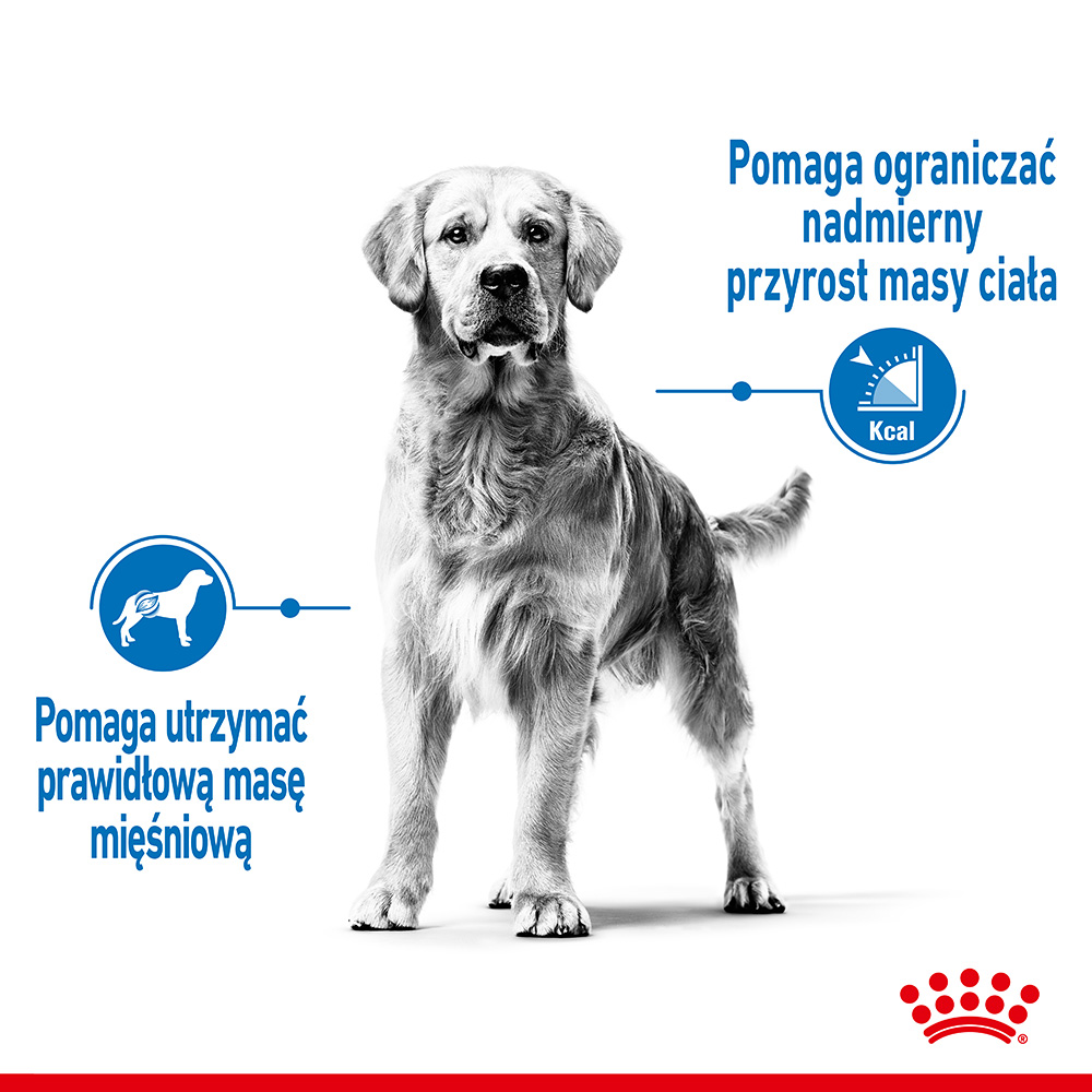 ROYAL CANIN® CCN Maxi Light Care karma sucha dla psów dorosłych - Image 2